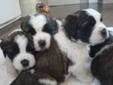 Adorable St. Bernard Puppies!
