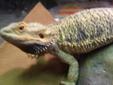 Adult Female Bearded Dragon for sale Colour morph