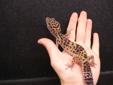 Adult Female Leopard Geckos