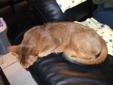 Adult Female Ruddy Abyssinian Available