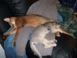 Adult Female Ruddy Abyssinian Available