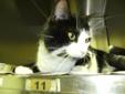 Adult Male Cat - Domestic Short Hair-black and white