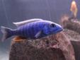 African Cichlid Fry for Sale!!!