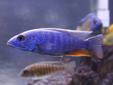 African Cichlid Fry for Sale!!!