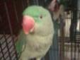 Alexandrine Parakeet w/ Cage and Accessories