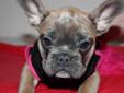 AMAZING RARE FRENCH BULLDOG PUPPIES YOU WONT FIND ANYWHERE ELSE!