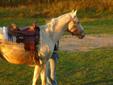 AQHA Registered Quarter Horse