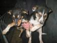 Australian Border Collie Cross Blue Healer Puppies