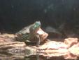 Baby red eared slider w/ all requirments