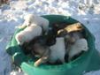 Beautiful Husky/Shepard Pups Looking for Loving Homes