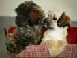 Beautiful SHIH-POO puppies FOR SALE (Shih-Tzu / Poodle)