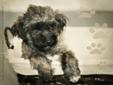 Beautiful SHIH-POO puppies FOR SALE (Shih-Tzu / Poodle)