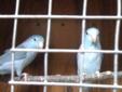 Blue and Green Pairs of Parrotlets for sale!!!!!!!!!!!!!!!!!!!!!