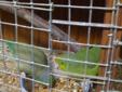 Blue and Green Pairs of Parrotlets for sale!!!!!!!!!!!!!!!!!!!!!