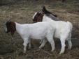 Boer Goat kids Pure Bred Non Registered