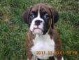 Boxer Puppy Still available as of Jan 25/ 2012