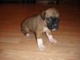 Boxer X Mastiff SALE save extra $300.00 one week only 9 to 16