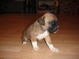 Boxer X Mastiff SALE save extra $300.00 one week only 9 to 16