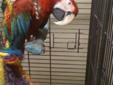 Breeding Pair of Macaws (Scarlet Male/Green Wing Female)