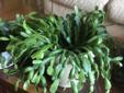 Cacti plants fushia color flower, several sizes pots