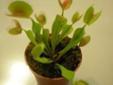 Carnivorous Plants (Venus Flytrap) and Pitcher plants