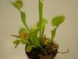 Carnivorous Plants (Venus Flytrap) and Pitcher plants