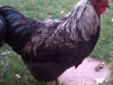 Chickens - Giant Jerseys 6 OBO
