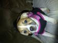 chihuahua cross jack russell looking for a good home!!