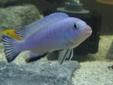 cichlid fry for sale