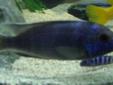 cichlid fry for sale