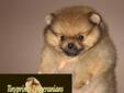 CKC Registered Pomeranian Puppies Available