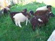 COMMERCIAL SHEEP&GOATS [for sale]