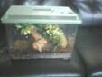 crested gecko and tank