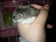 Dwarf hamster with cage and accessories included