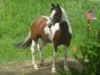 EXTREMELY BEAUTIFUL Reg. Tri-Coloured Paint Gelding