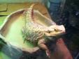 Female Adult Bearded dragon for sale
