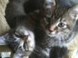 Free Kittens in Fergus
