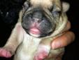 Frenchton/bugg puppies absolutely adorable