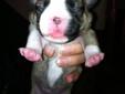 Frenchton/bugg puppies absolutely adorable