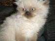 Gorgeous himalayan kittens for sale