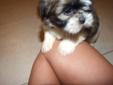 GORGEOUS SHIH-TZU PUPPIES ARE NOW READY FOR THEIR NEW HOMES