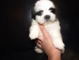 GORGEOUS SHIH-TZU PUPPIES ARE NOW READY FOR THEIR NEW HOMES