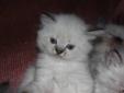 Himalayan Kittens For Sale