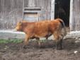 Horned Purebred Limousin bull calves