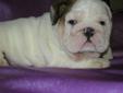 INCREDIBLE ENGLISH BULLDOG PUPPIES YOU WON'T FIND ANYWHERE ELSE!