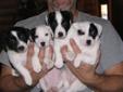 JACK RUSSELL PUPPIES!