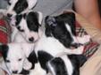 JACK RUSSELL PUPPIES!