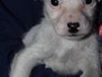 Jack Russell pups avail