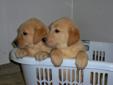 Lab Puppies For Sale!!!