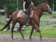 Large pony QH stallion available for sale or lease